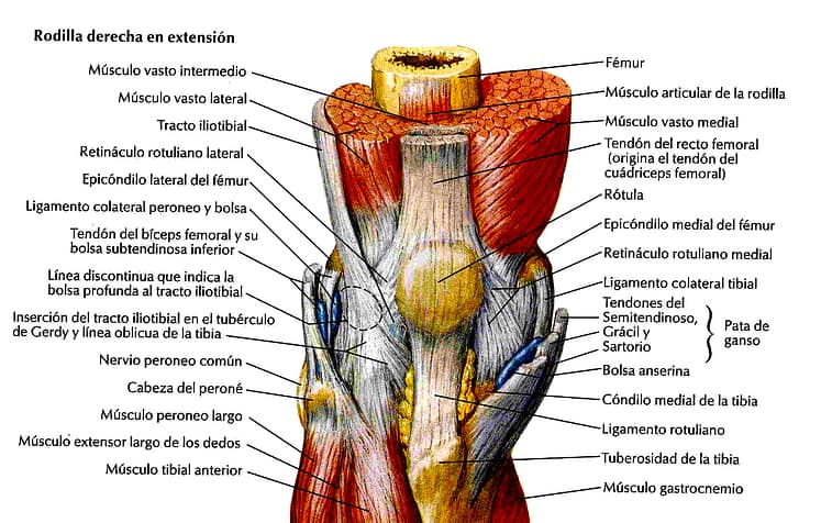 Rodillera articulada para hombres y mujeres, soporte de rodilla para  inflamación del ligamento cruzado anterior o lesiones del tendón, ligamento  y